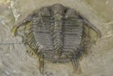 Cyphaspides Pankowskiorum Trilobite - Jorf, Morocco #251763-3